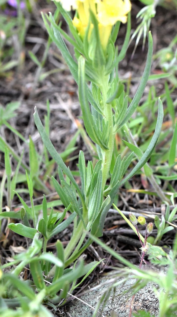 Lithospermum incisum 12