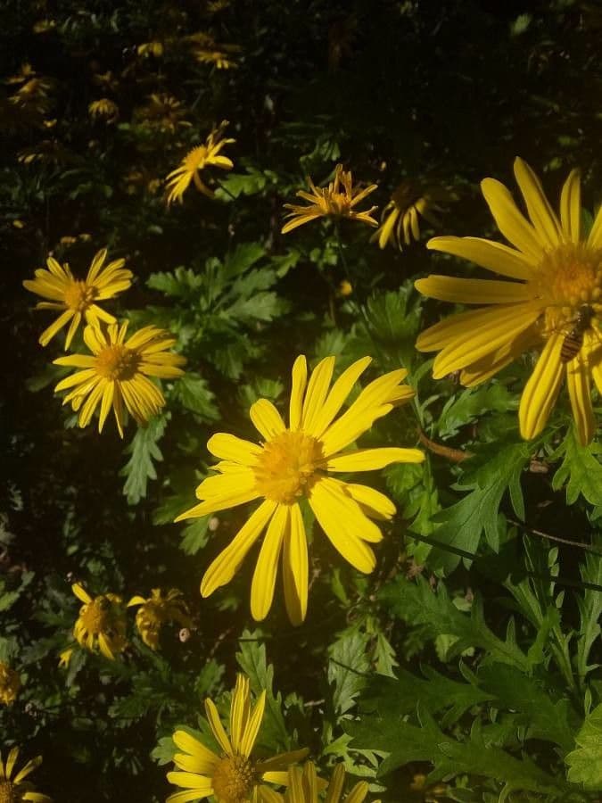 Gold-Euryops 3