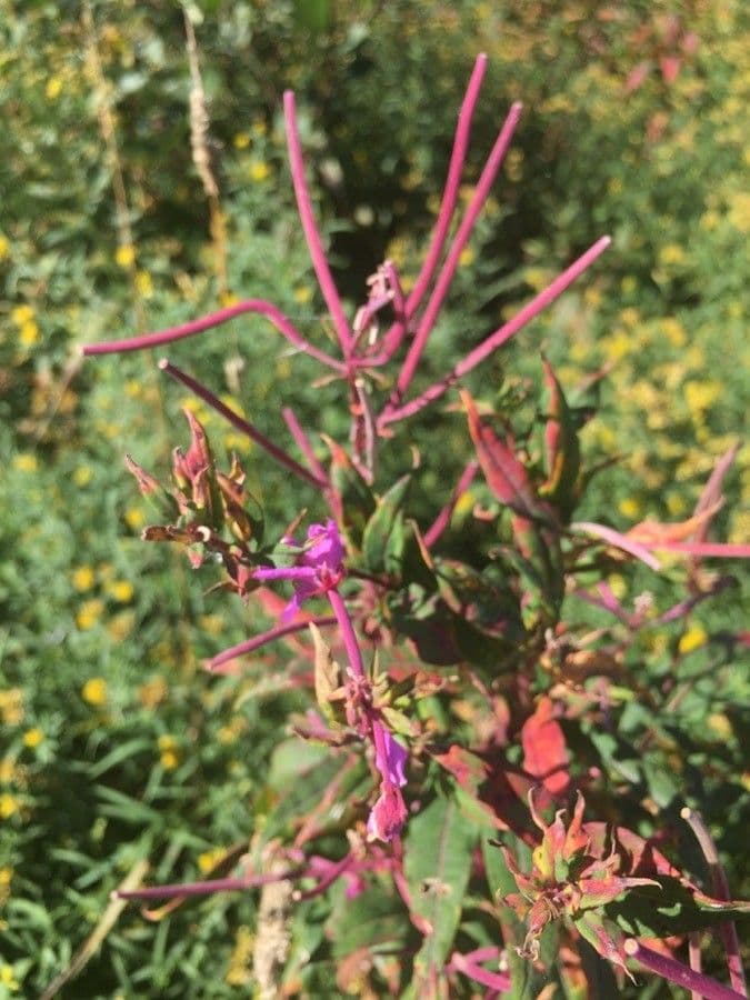 Clarkia 19
