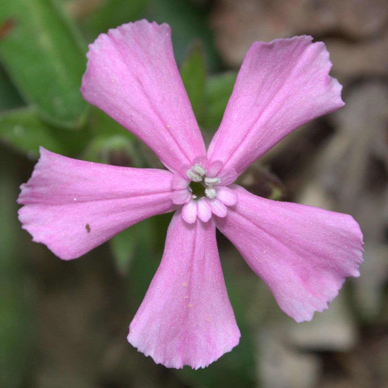 Silene della Carolina 4