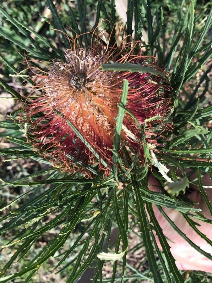 Banksia occidentale