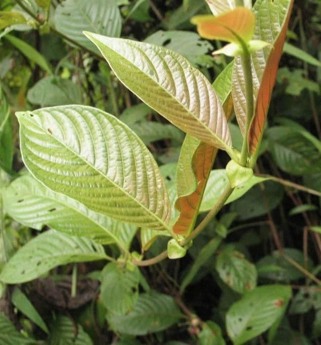 Panama-Sabicea 21
