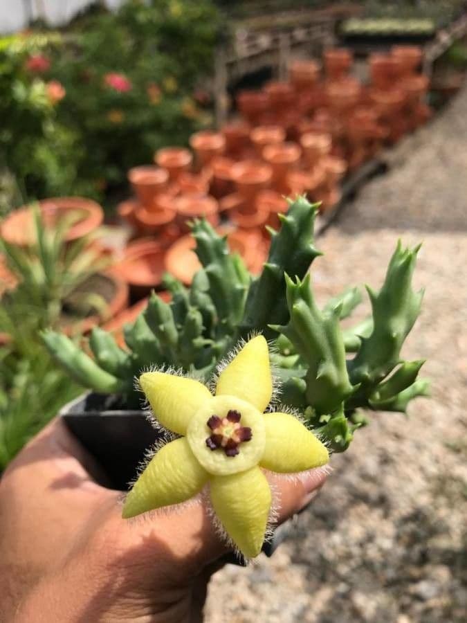 Semota-Orbea 3