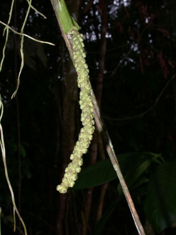 Anthurium 2