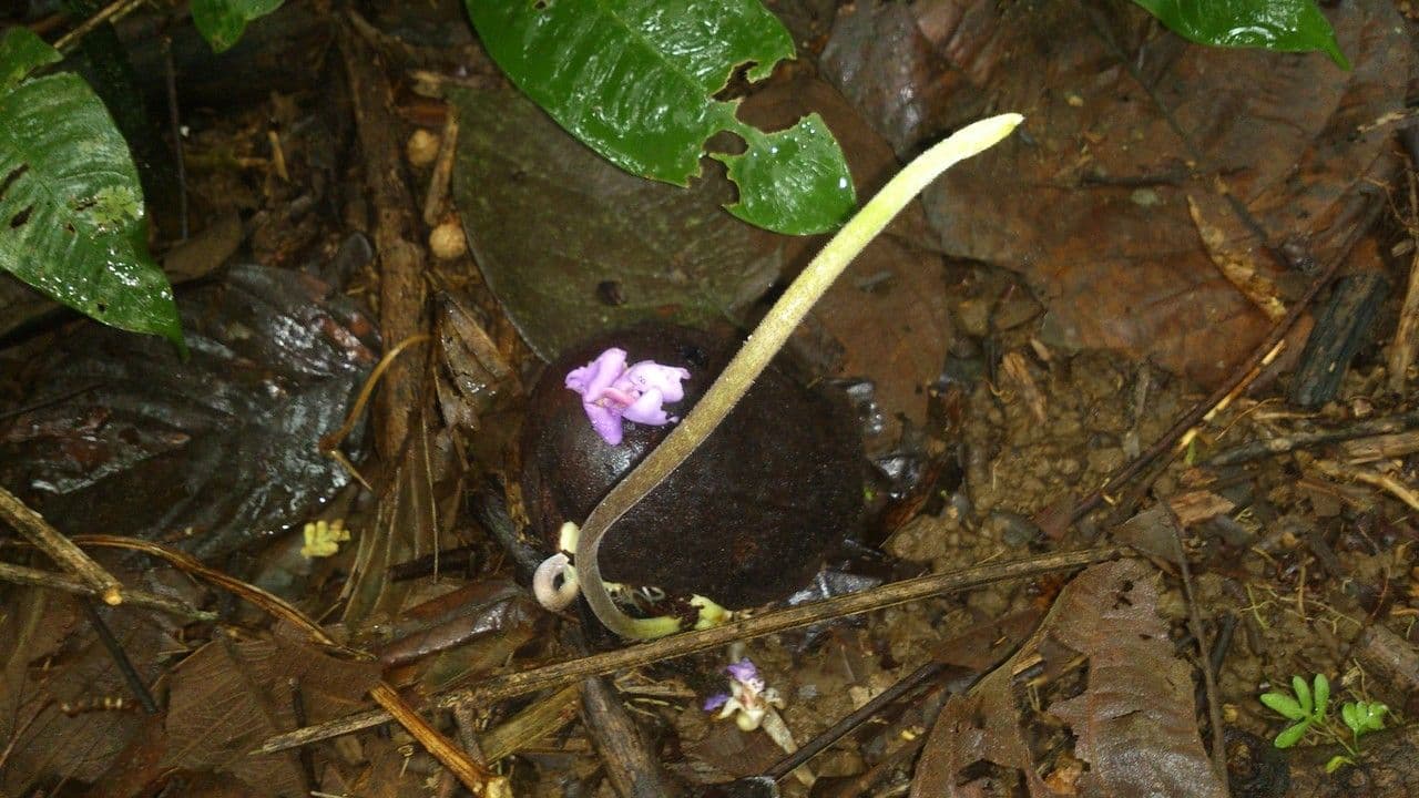 Macropsychanthus 3