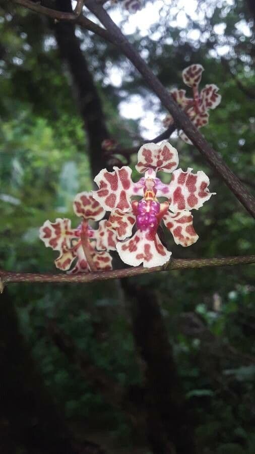 Orchidea farfalla di Cartagena 2