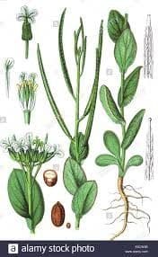 Conringia orientale 28