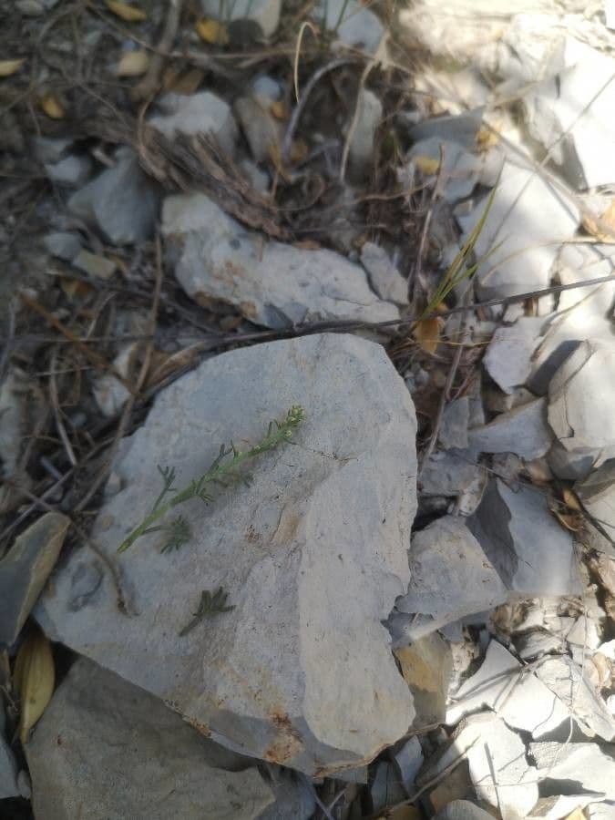 Weiße Artemisia 8