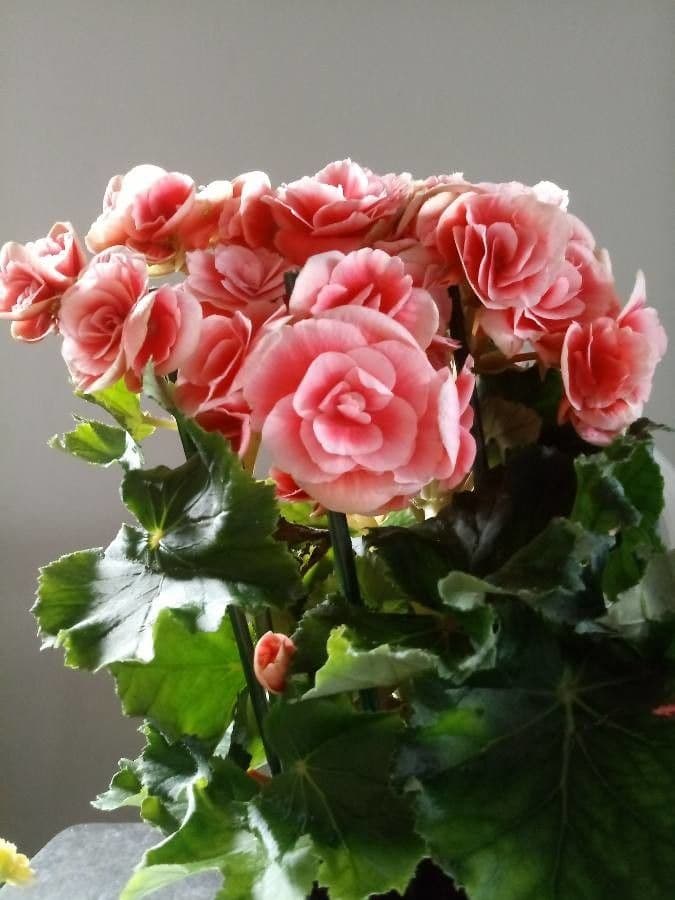 Begonia cucullata 29