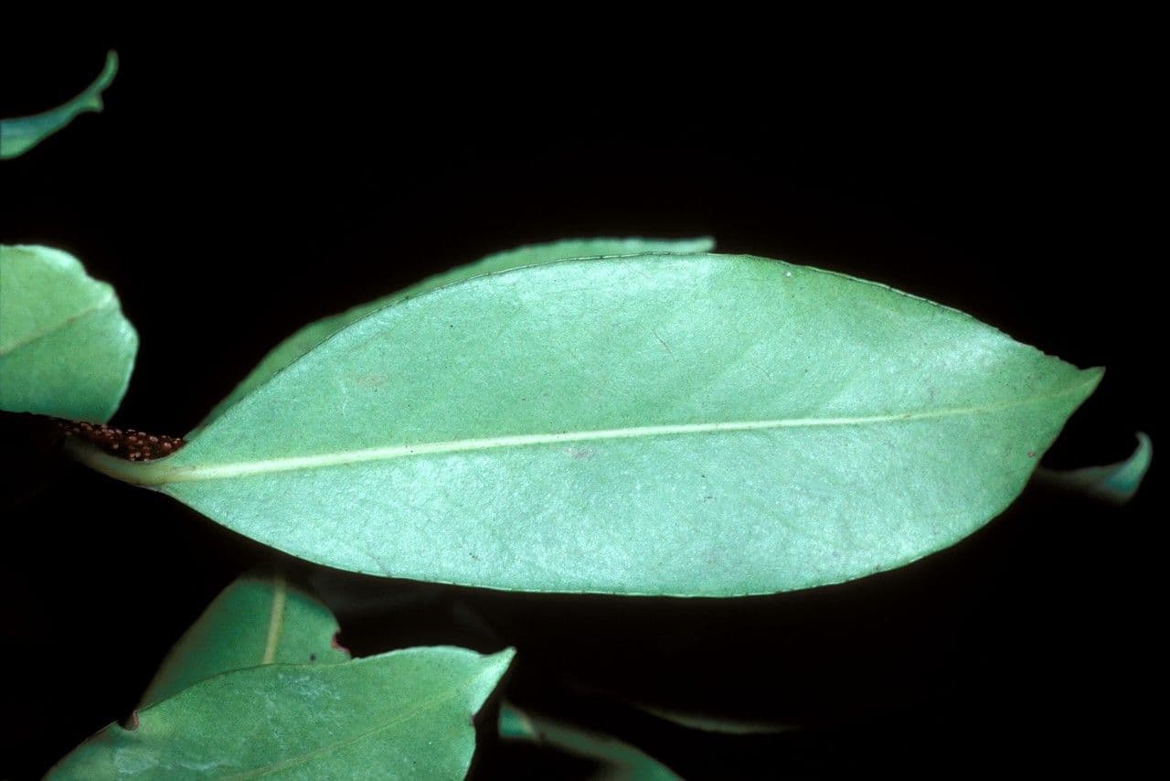Ternstroemia 3
