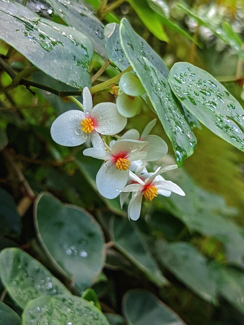 Begonia 3