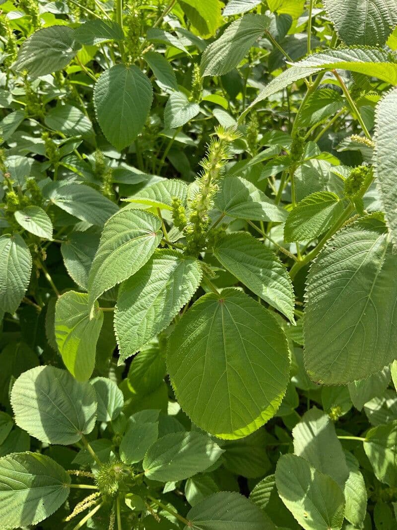 Acalifa setosa 10