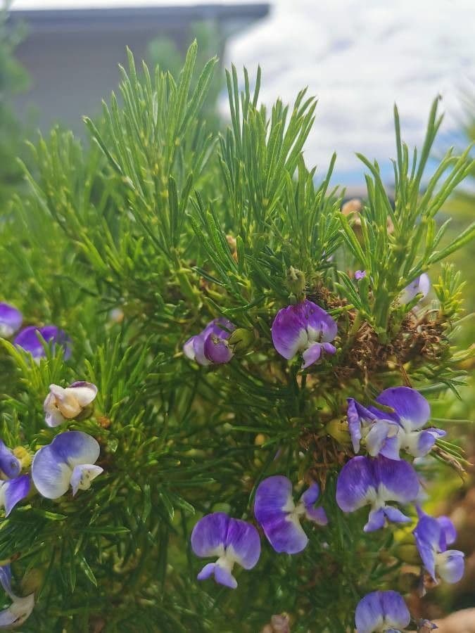 Psoralea 2