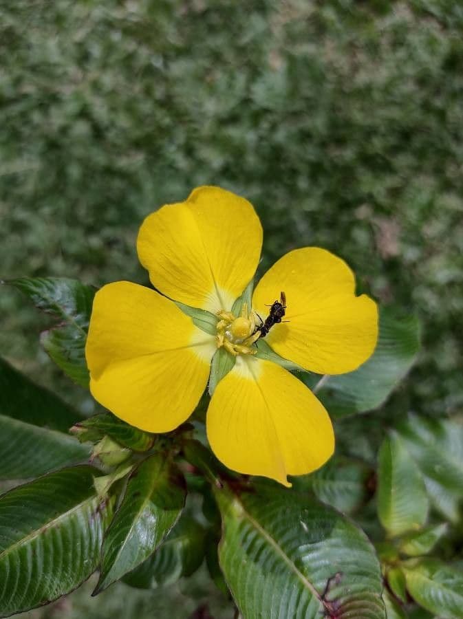 Ludwigia elegans 3