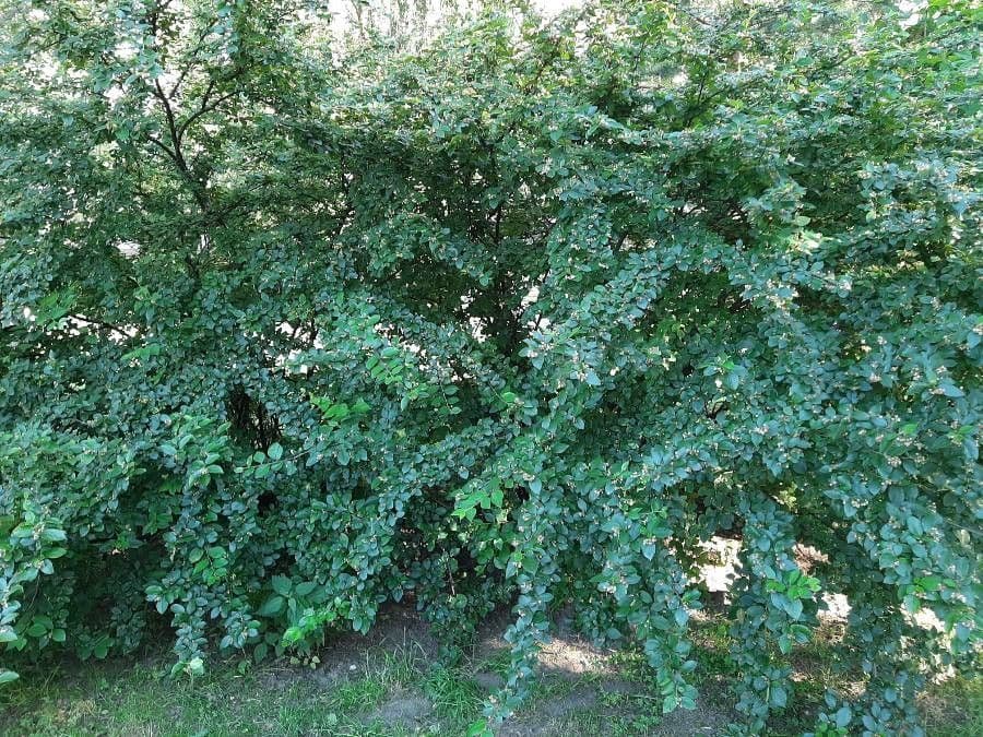 Glanzmispel 11