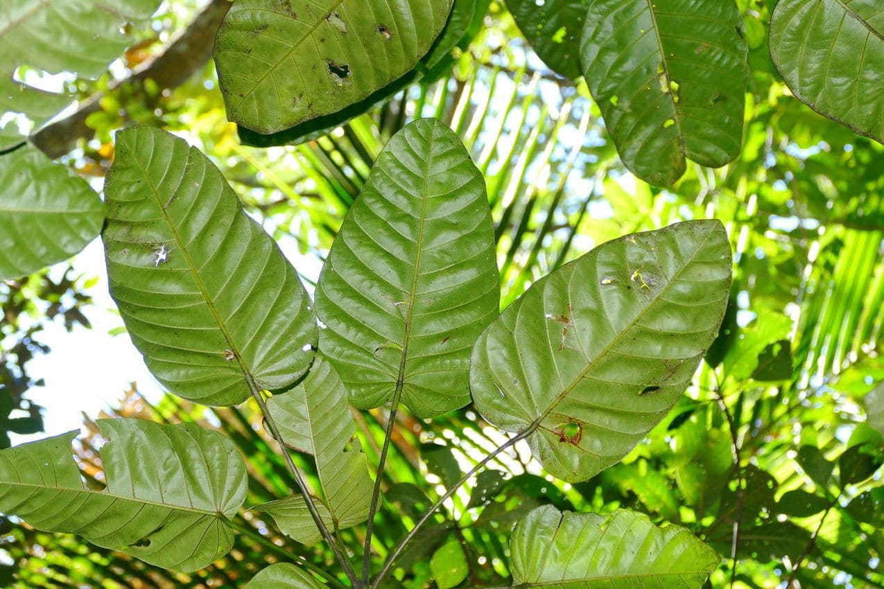 Macaranga 11