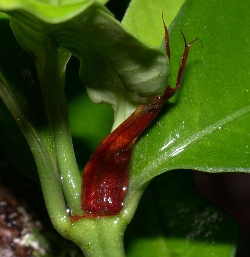 Psicotria del Chagres 16