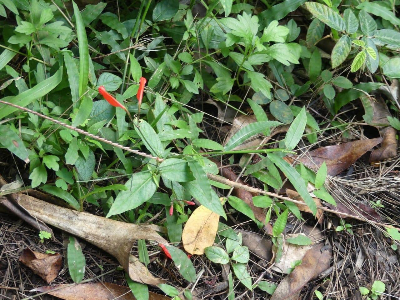 Ruellia brevifolia 10