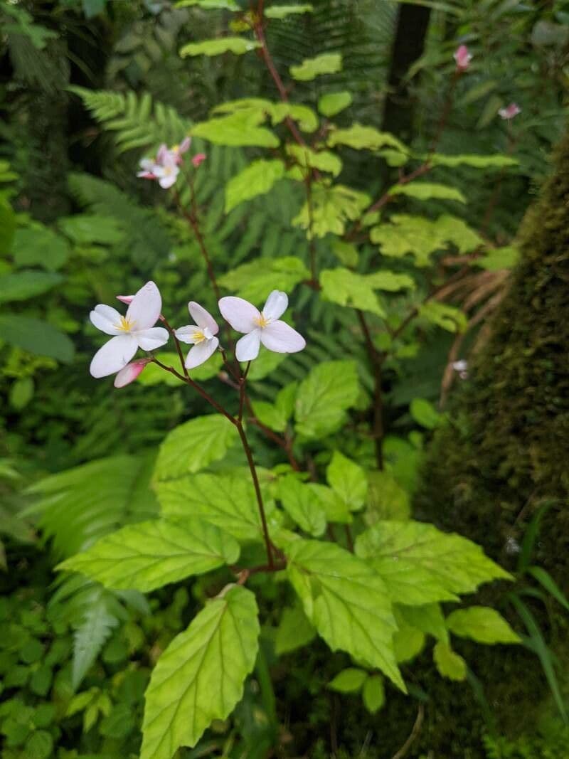 Begonia 2