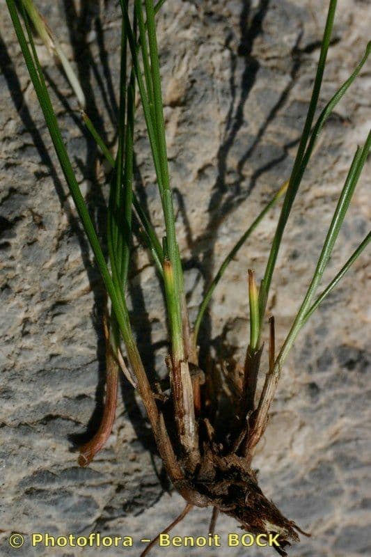 Carex mucronata 14