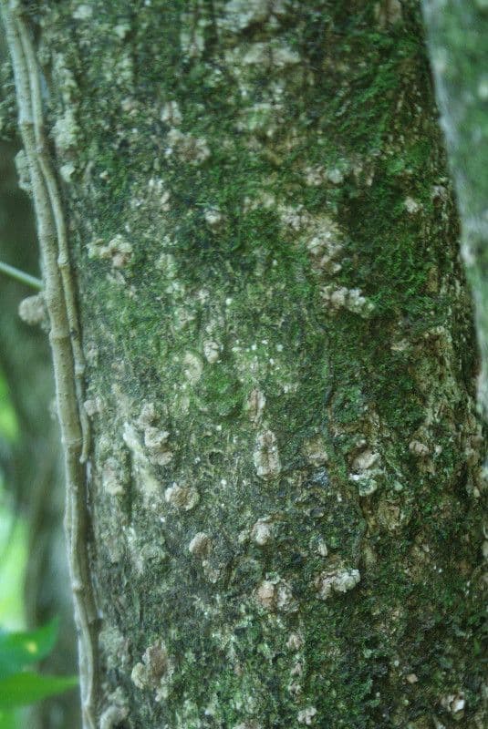 Polyscias 22