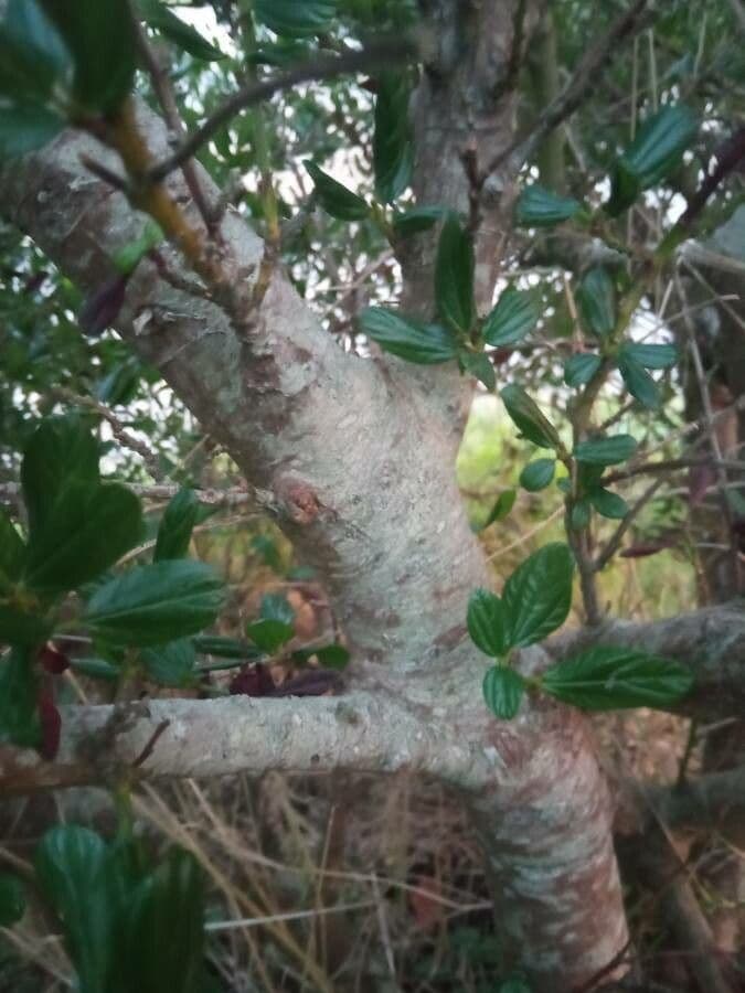 Ceanothus thyrsiflorus 24