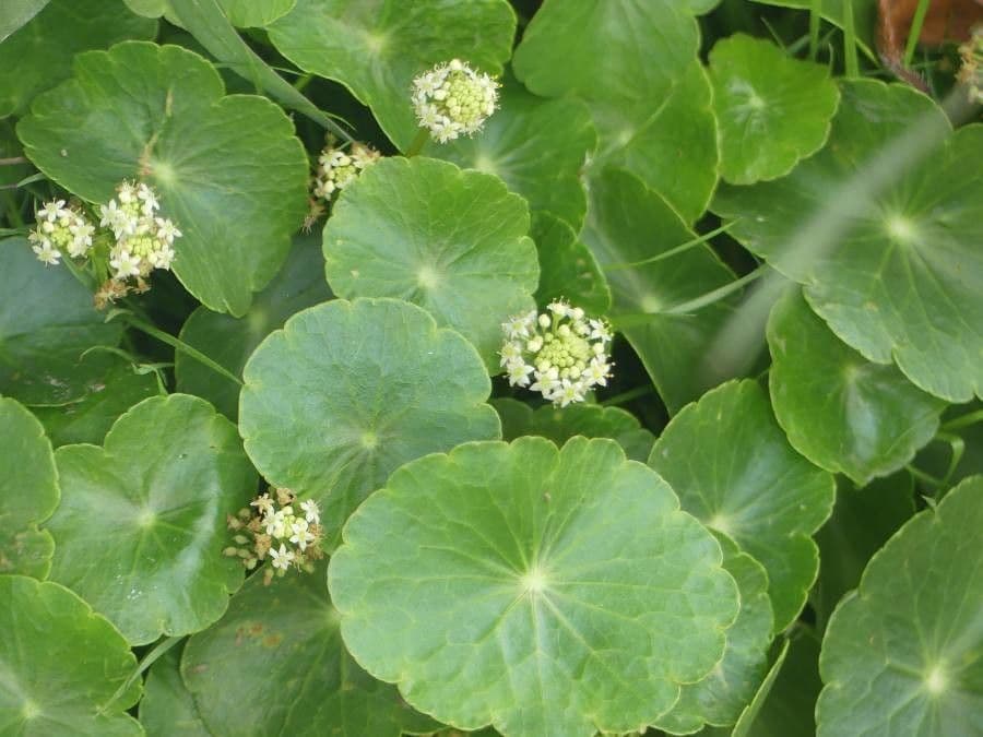 Hierba de San Guillermo