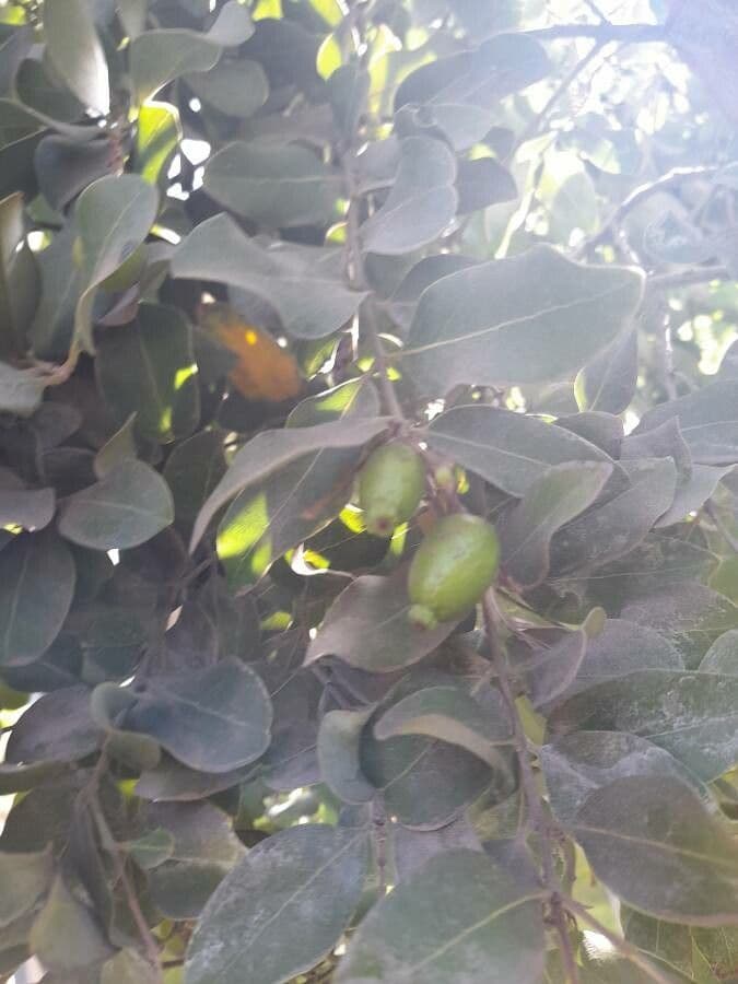 Cryptocarya 2