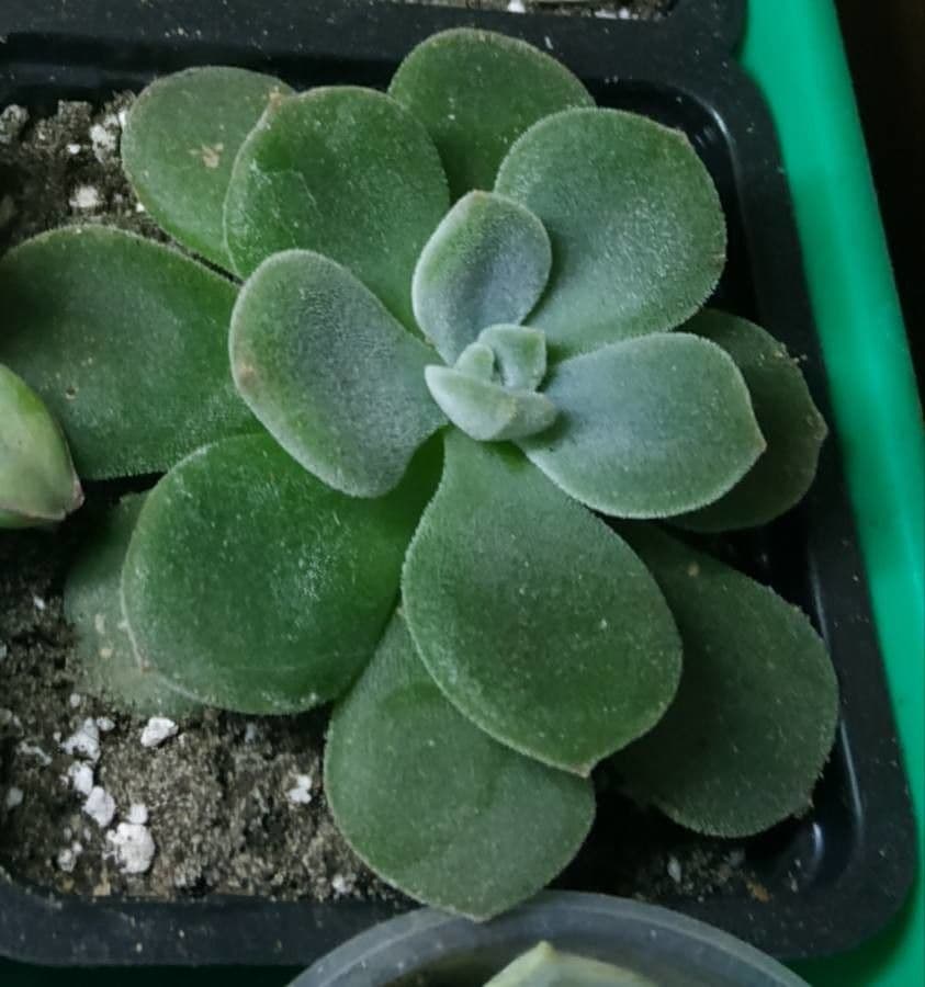 Echeveria 16
