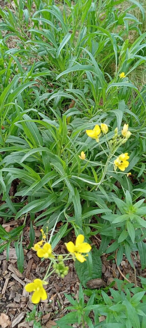 Diplotaxis à feuilles étroites 13
