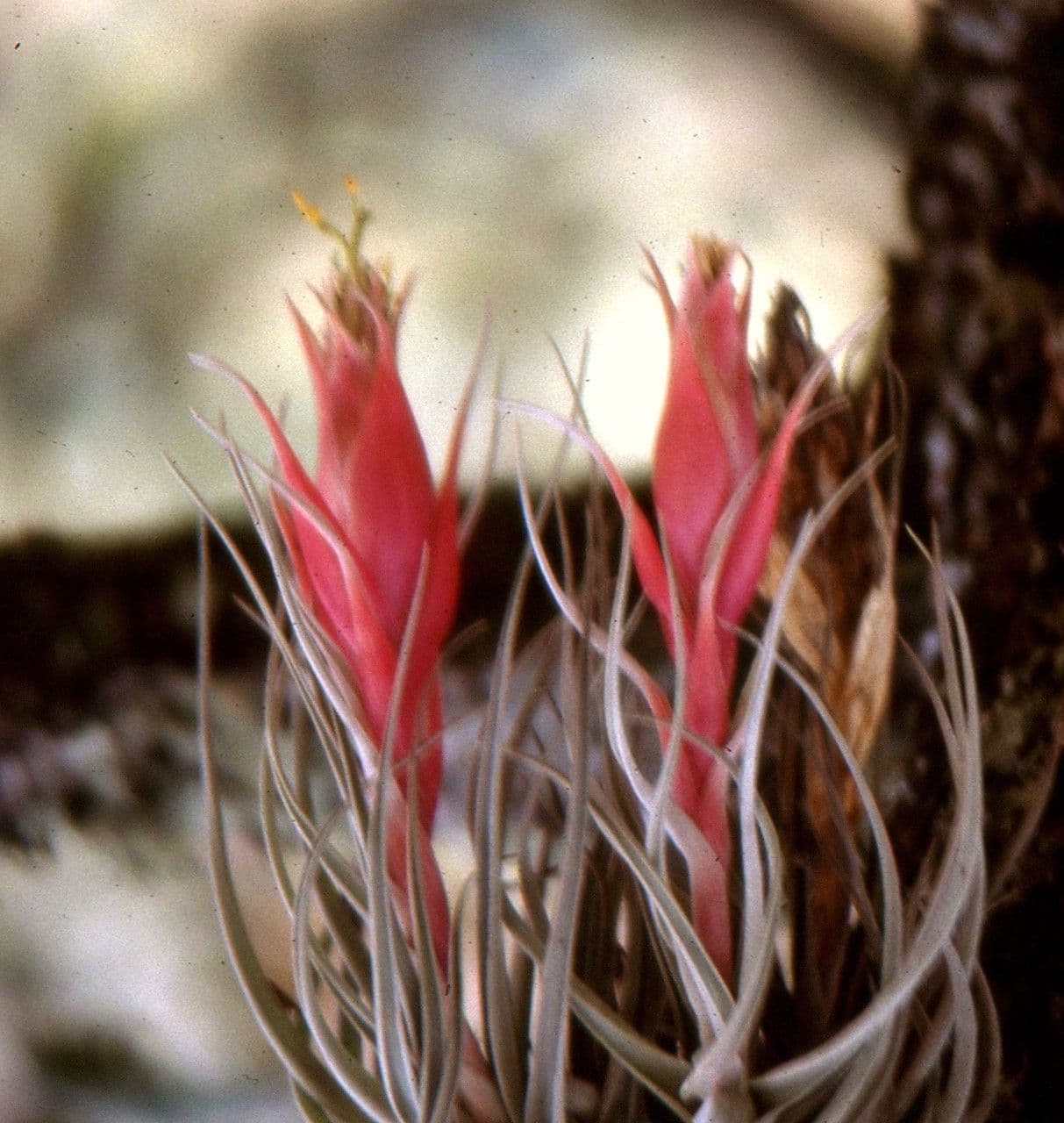 Tillandsia