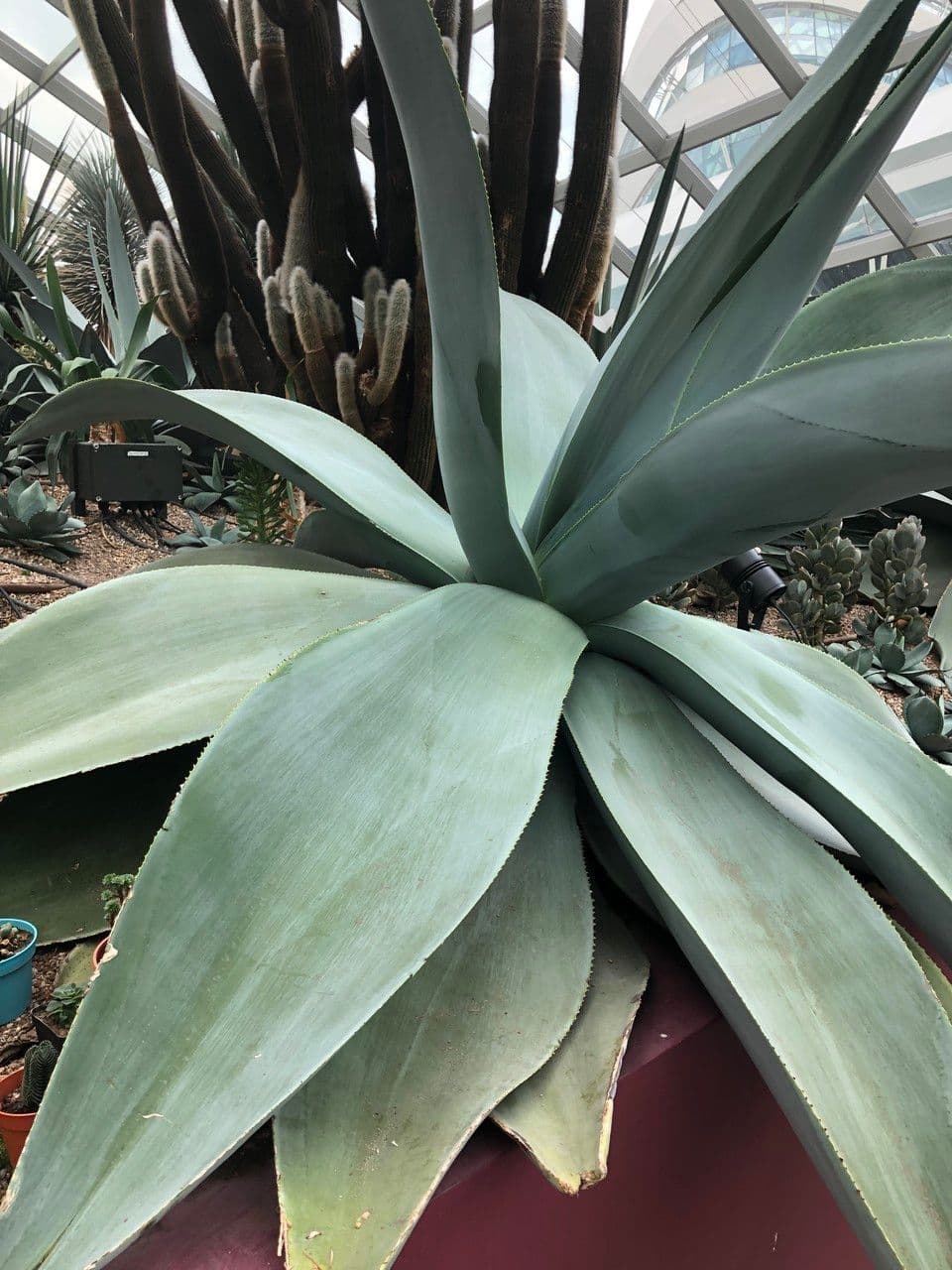 Agave 4