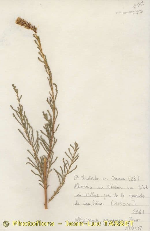 Miricaria germanica 26