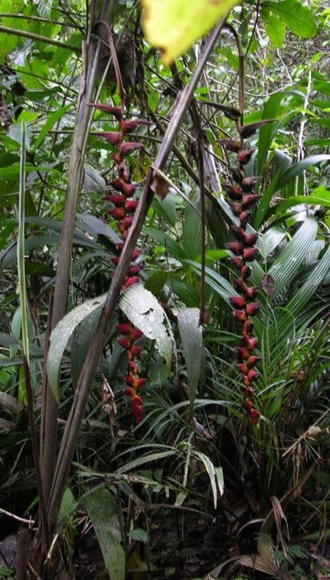 Helikonia brodata 13