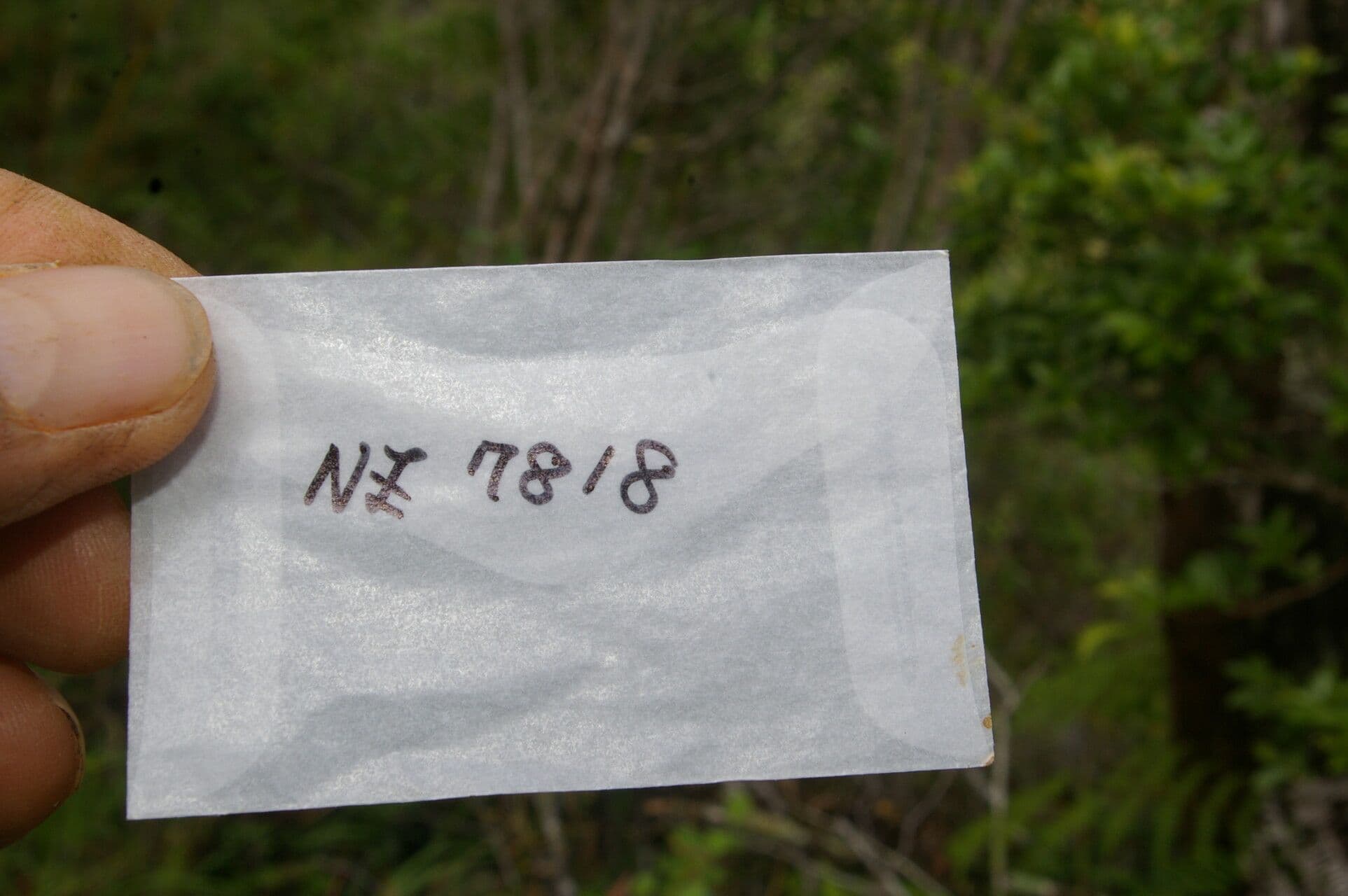 Desmodium 6