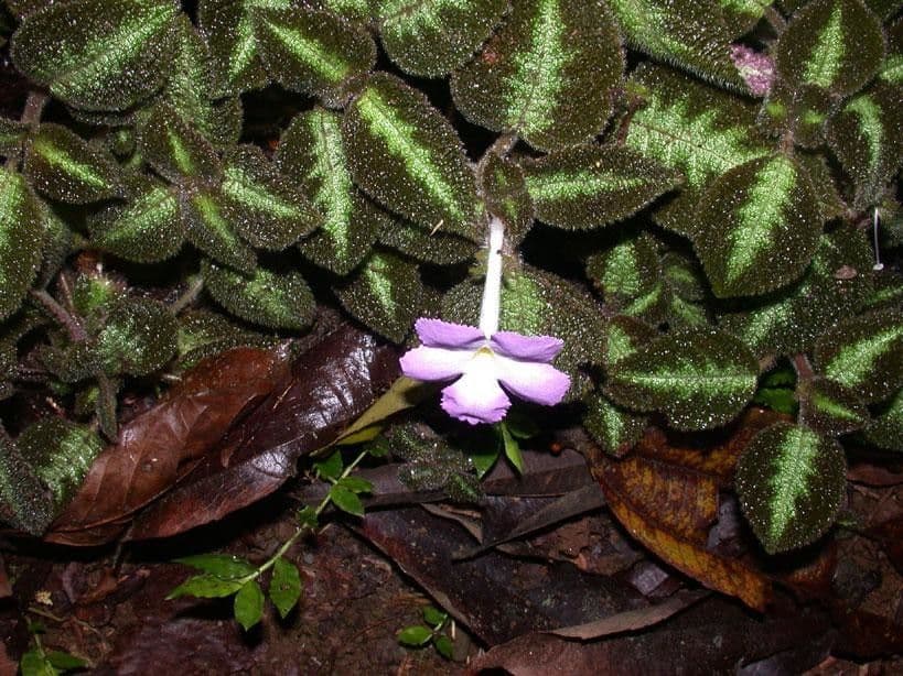 Episcia 9