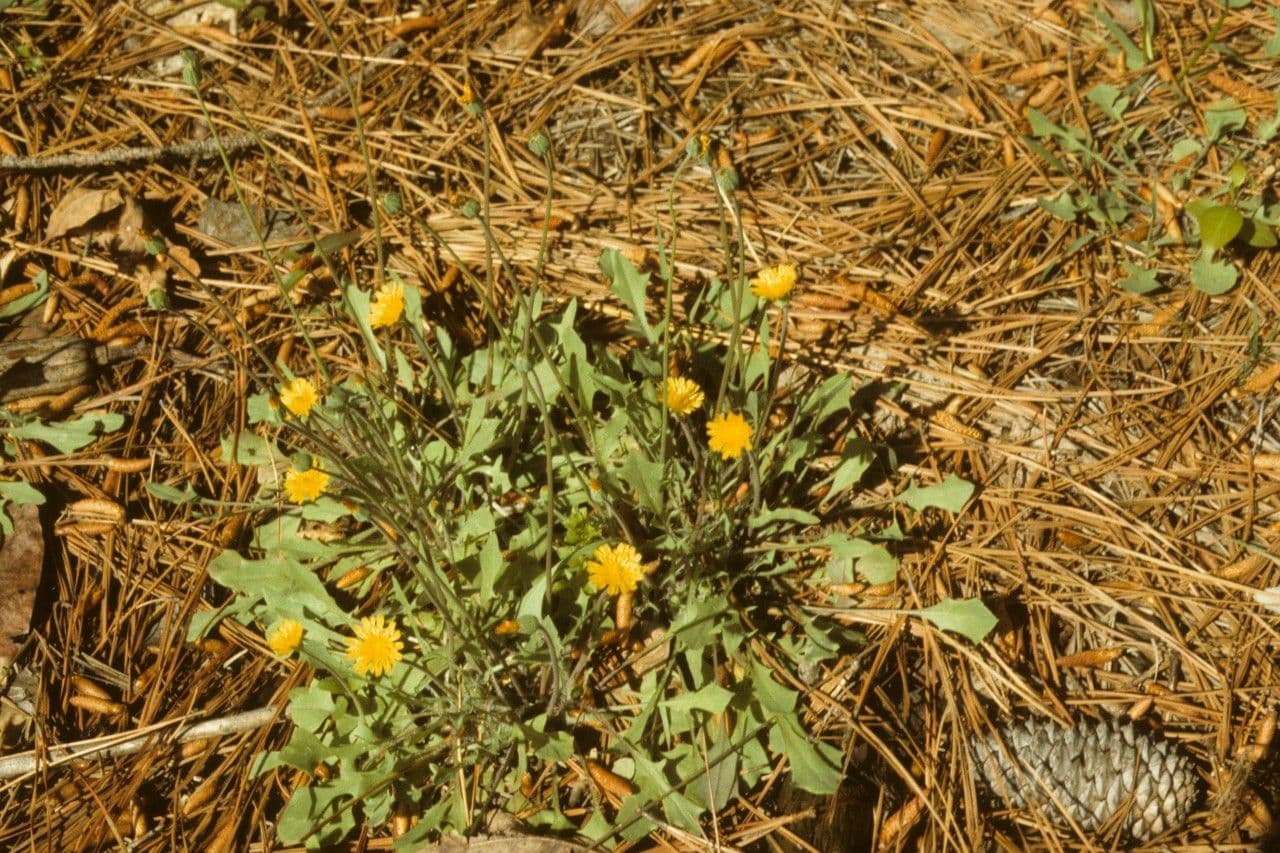 Krigia virginiana 9