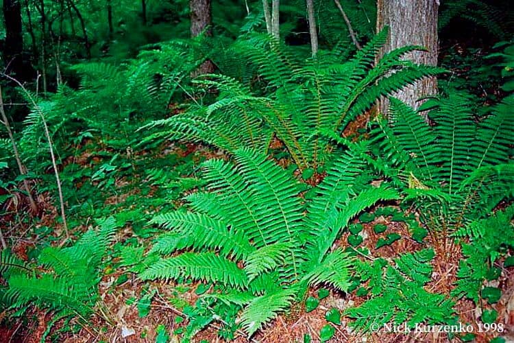 Dickwurmfarn 4