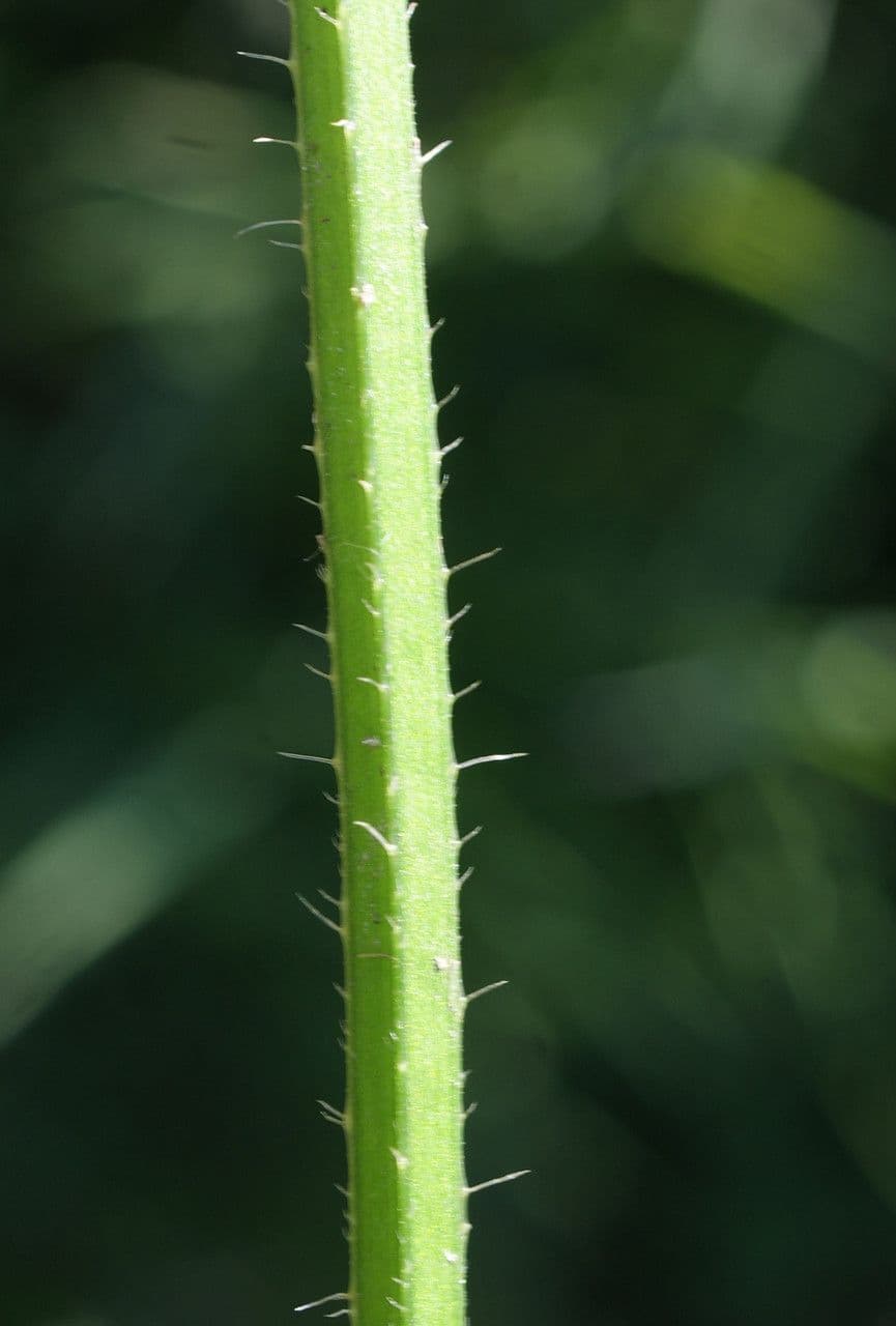 Betonica palustre 21