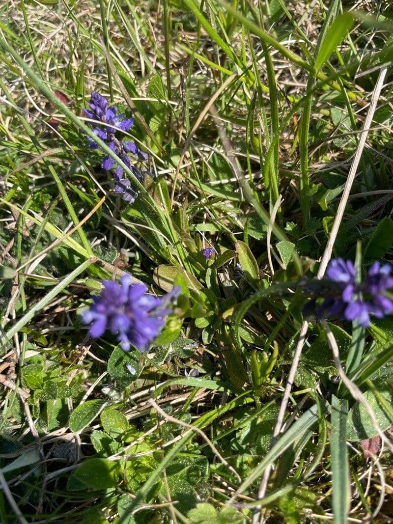 Mléčka alpská 13