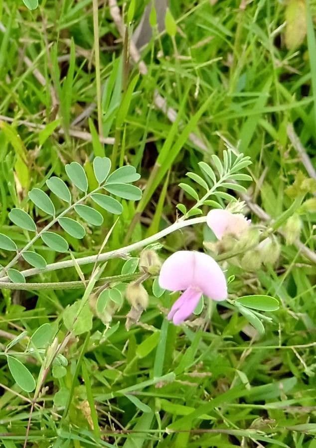 Tephrosia 10