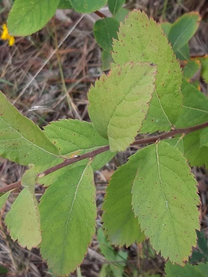 Spiraea di Douglas 18