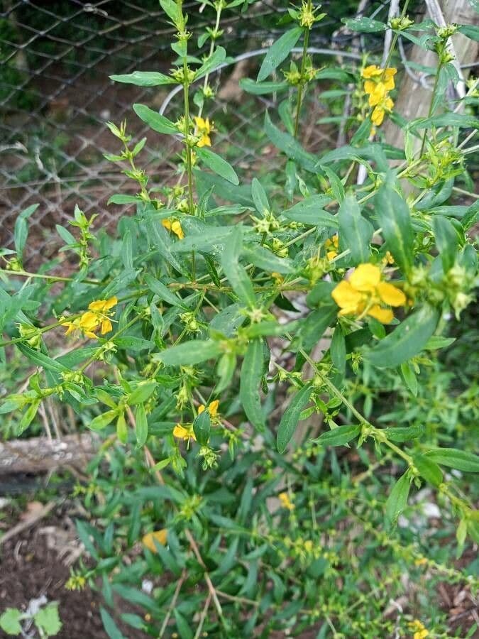 Heimia salicifolia 12