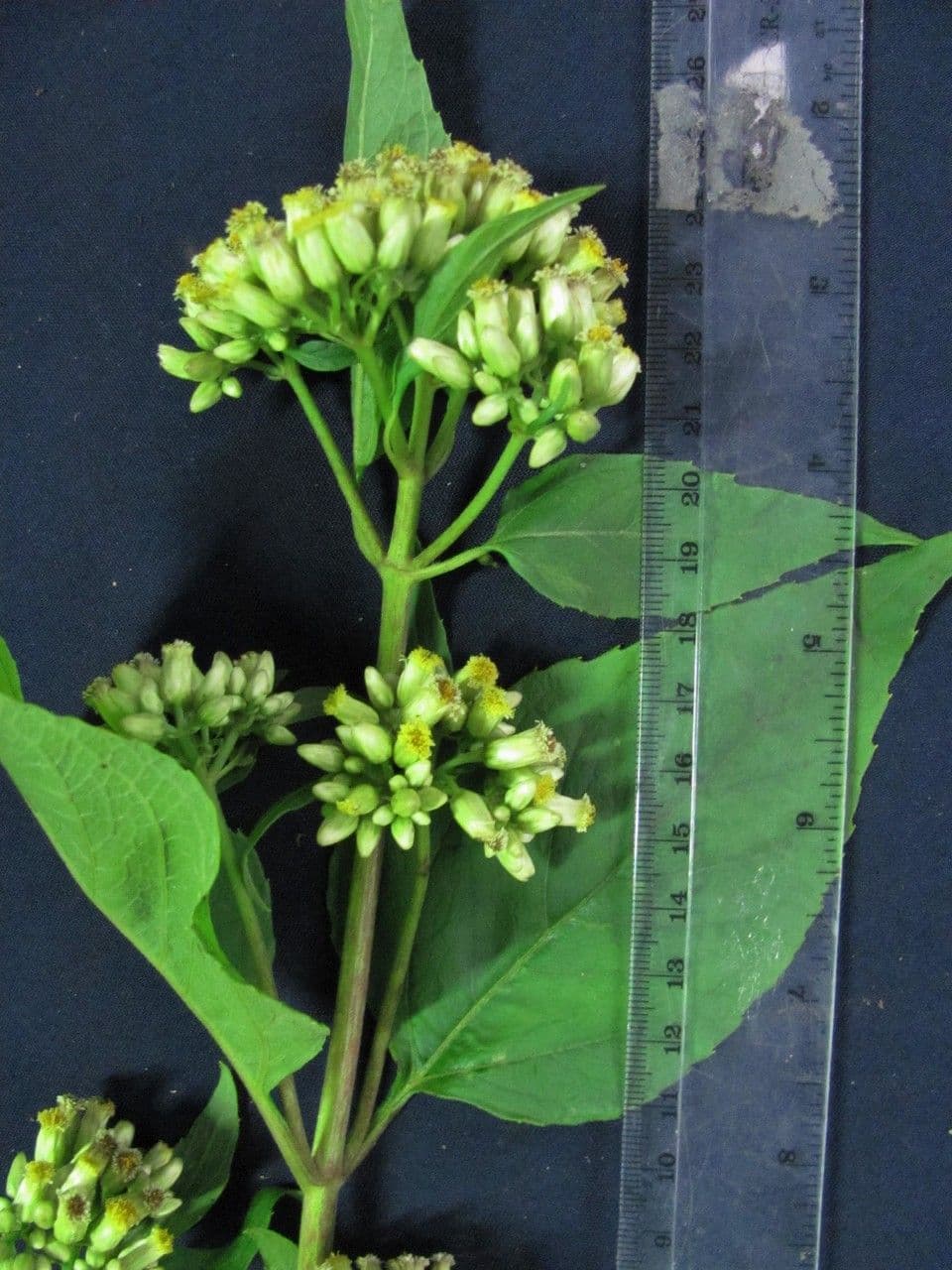 Hebeclinium 16