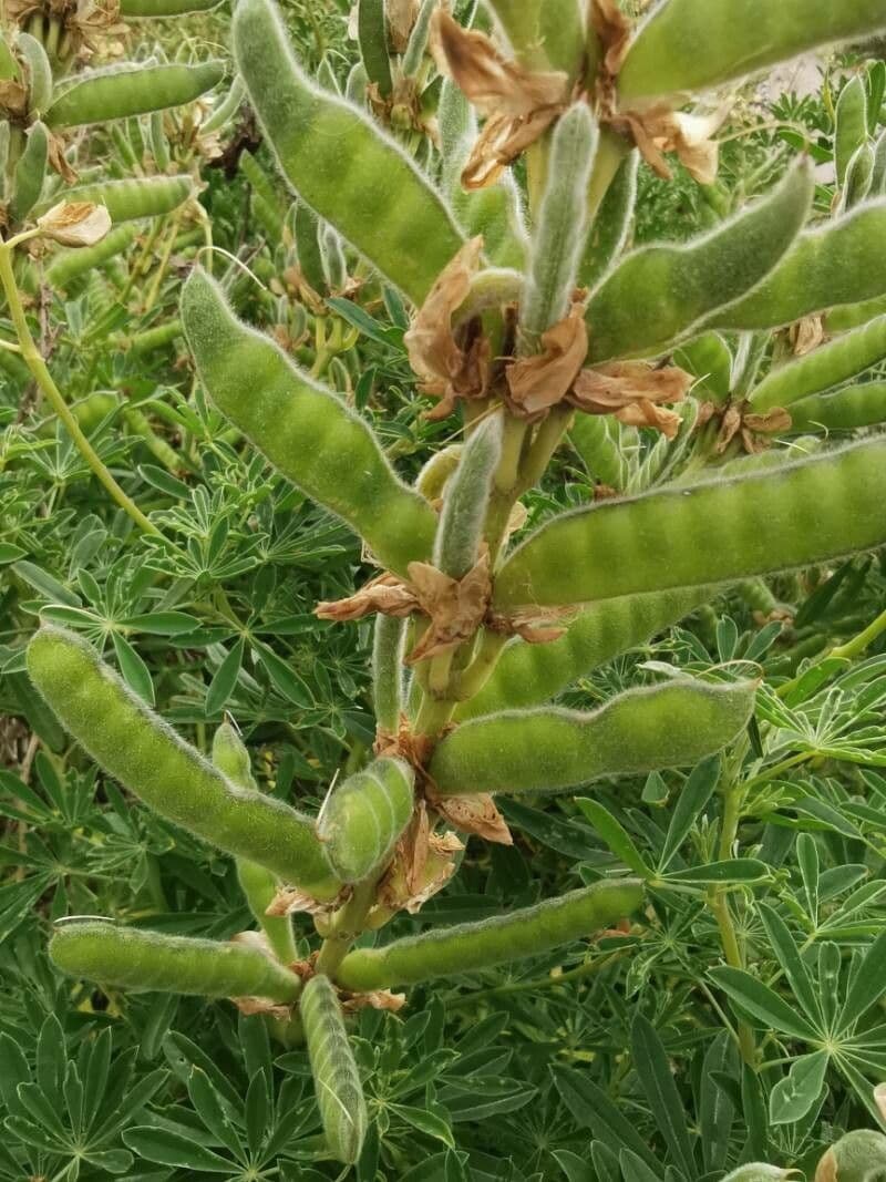 Weiße Lupine 5