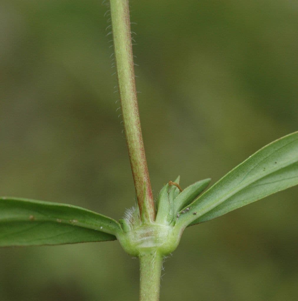 Diodia virginiana 24