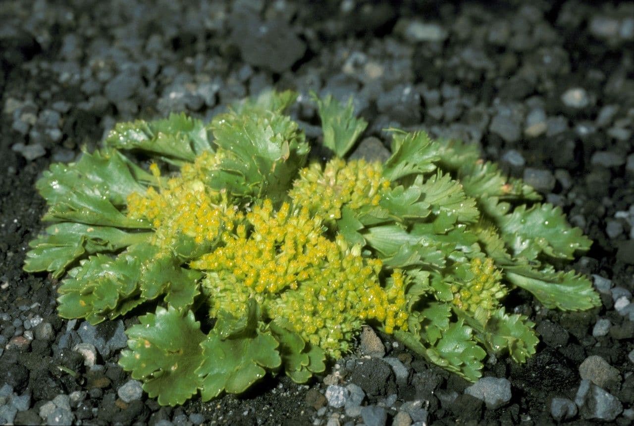 Azorella