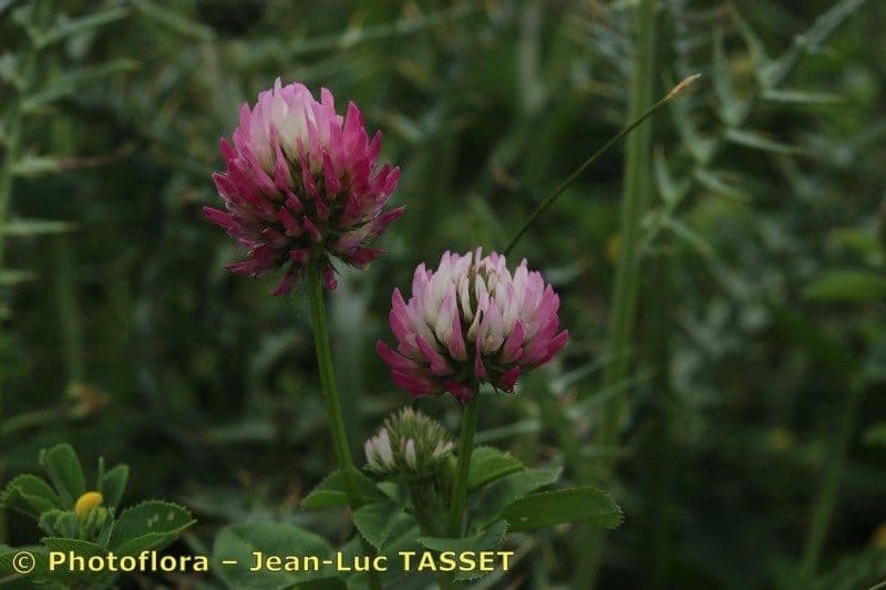 Trifoglio 3