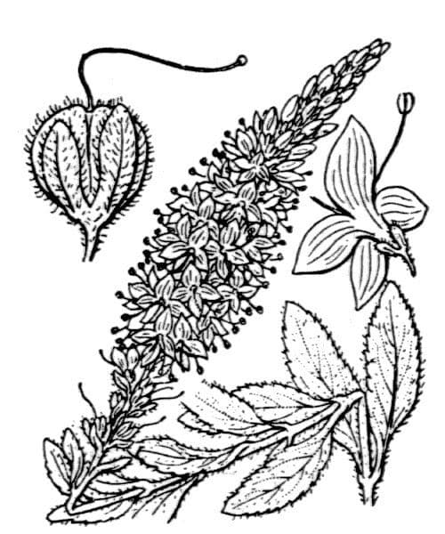 Veronica spigata 27