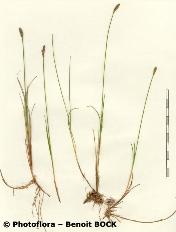 Carice dioica 17